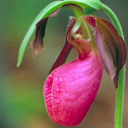 Lady Slipper Orchid is one among beautiful orchid flowers