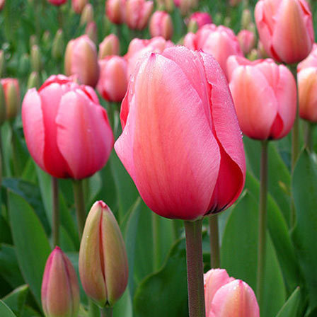 Lady Tulip is one of the most beautiful tulip flowers