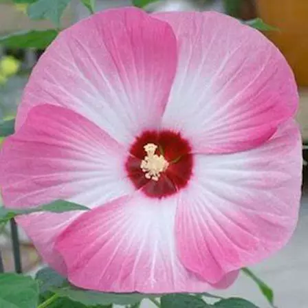 Luna Pink Swirl is one among beautiful hibiscus flowers