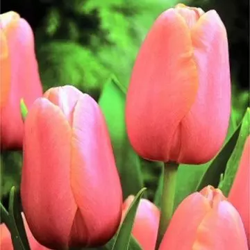 Menton Tulip is one of the most beautiful tulip flowers