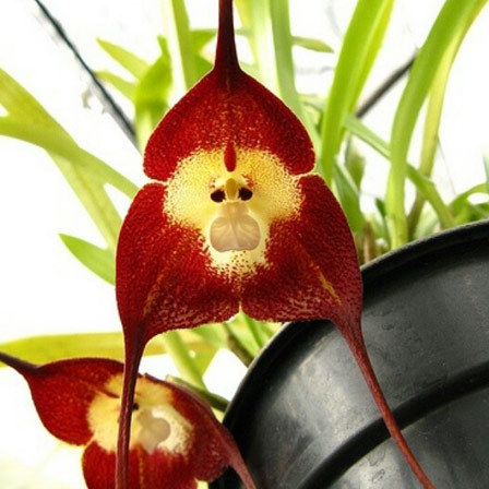 Monkey Face Orchid is one among beautiful orchid flowers