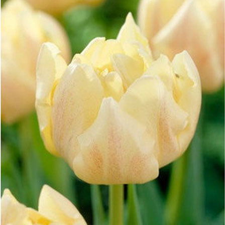 Montreux is one of the most beautiful tulip flowers