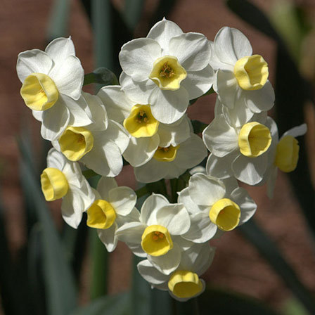 narcissus avalanche