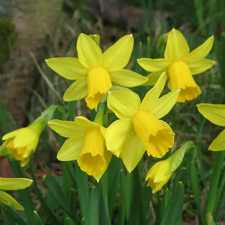 narcissus tete a tete