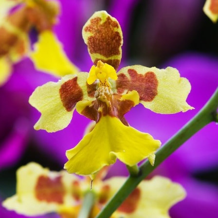 Oncidium is one among beautiful orchid flowers