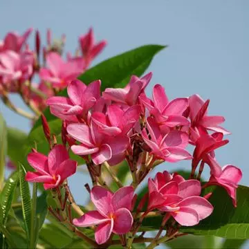 Plumeria Rubra Frangipani is funnel-shaped jasmine