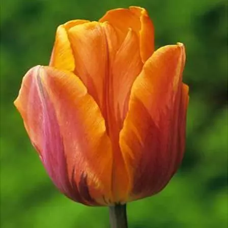 Prinses Irene Tulip is one of the most beautiful tulip flowers