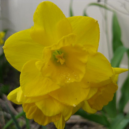 Codorna linda flor de narciso