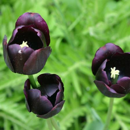 queen of the night is one of the most beautiful tulip flowers