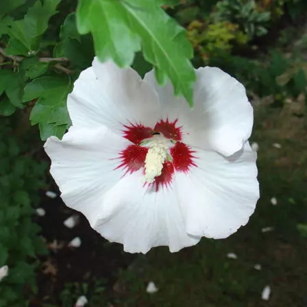 Rose in Sharon is one among beautiful hibiscus flowers
