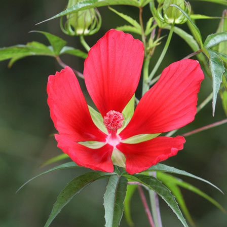 Rose Mallow is one among beautiful hibiscus flowers