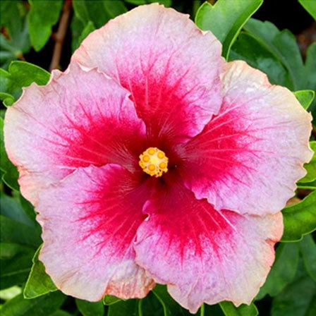 Secret Heart is one among beautiful hibiscus flowers