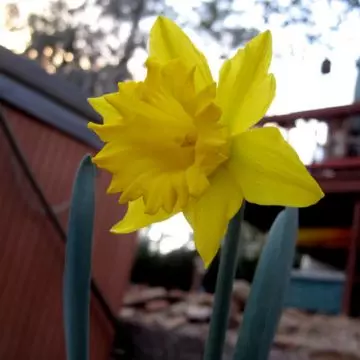 Sentinel beautiful daffodil flower