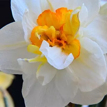 A close-up of sorbet daffodil