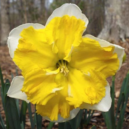Sovereign beautiful daffodil flower