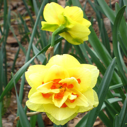 Tahiti beautiful daffodil flower