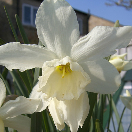 Thalia beautiful daffodil flower