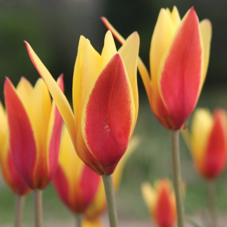 Tubergen's Gem is one of the most beautiful tulip flowers