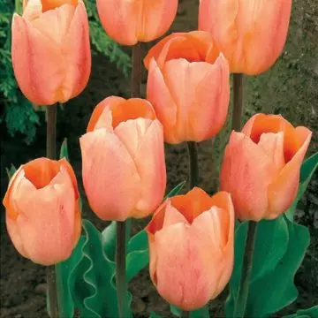Apricot Beauty is one of the most beautiful tulip flowers