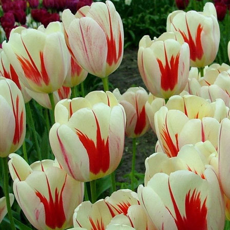 Burning Heart Tulip is one of the most beautiful tulip flowers