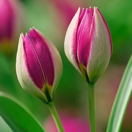 Persian Pearl is one of the most beautiful tulip flowers