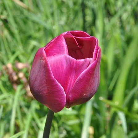Pink Impression is one of the most beautiful tulip flowers
