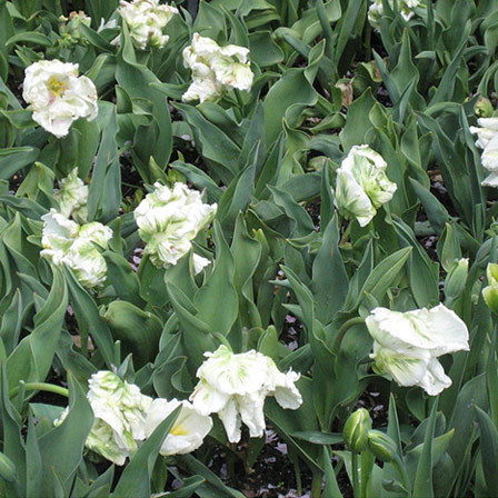 White Parrot is one of the most beautiful tulip flowers