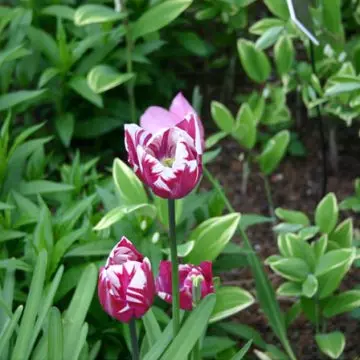 Tulip Zurel is one of the most beautiful tulip flowers