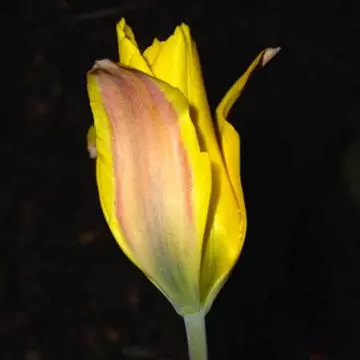 Kolpakowskiana Tulip is one of the most beautiful tulip flowers
