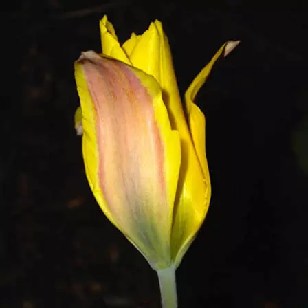 Kolpakowskiana Tulip is one of the most beautiful tulip flowers