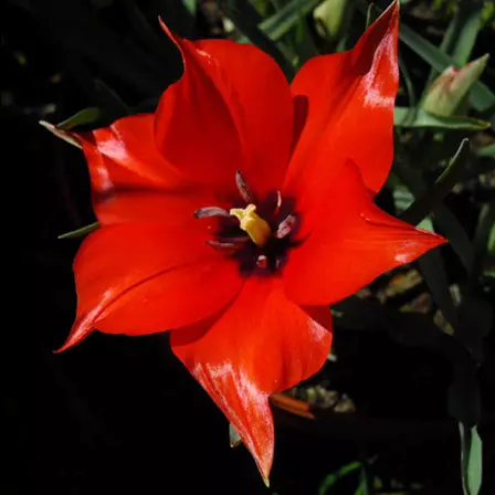 Tulipa linifolia is one of the most beautiful tulip flowers