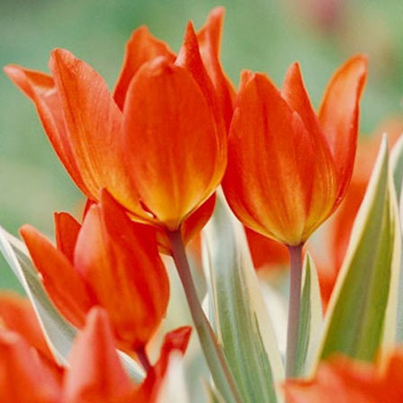 Unicum Tulip is one of the most beautiful tulip flowers