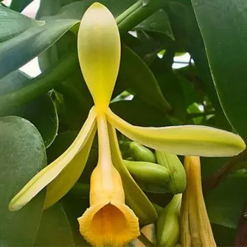Vanilla Orchid is one among beautiful orchid flowers