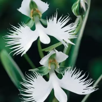 White Egret Orchid is one among beautiful orchid flowers