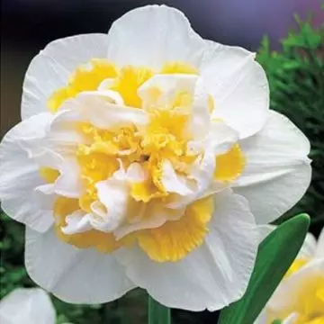 White lion beautiful daffodil flower
