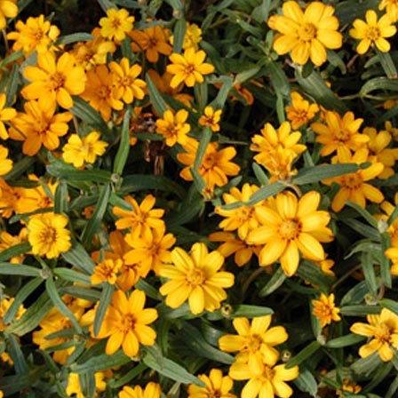 백일초 angustifolia 스타 골드 백일초 angustifolia 스타 골드