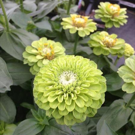 백일초 관리 백일초 관리