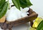 10 Unexpected Side Effects Of Camphor