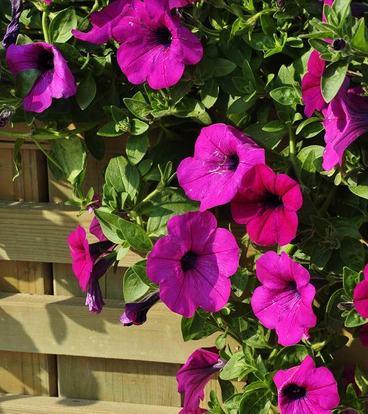 15 Most Beautiful Morning Glory Flowers