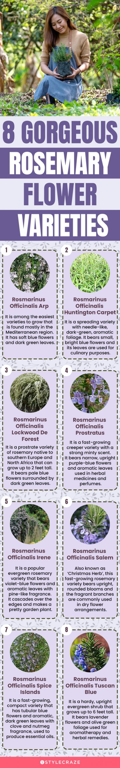 8 gorgeous rosemary flower varieties(infographic)
