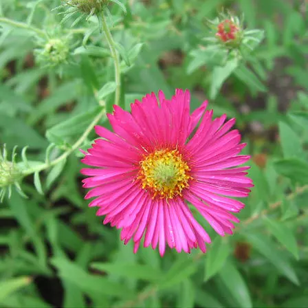 Alma potschke is one of the beautiful aster flowers