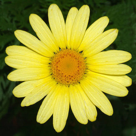Argyranthemum frutescens butterfly is one of the most beautiful daisy flowers