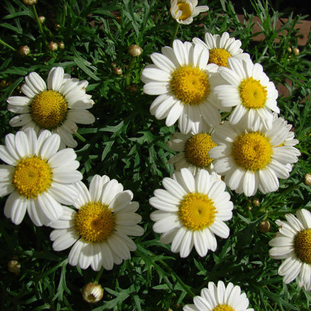 Argyranthemum frutescens comet white is one of the most beautiful daisy flowers