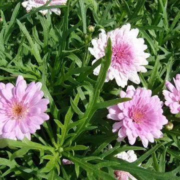 Argyranthemum frutescens summer melody is one of the most beautiful daisy flowers