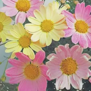 Argyranthemum frutescens comet pink is one of the most beautiful daisy flowers