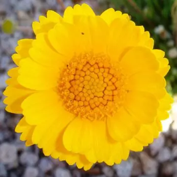 Baileya multiradiata is a beautiful marigold flower