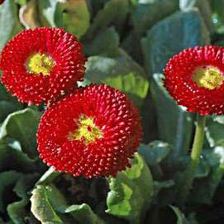 Bellis perennis bellisima red is one of the most beautiful daisy flowersr