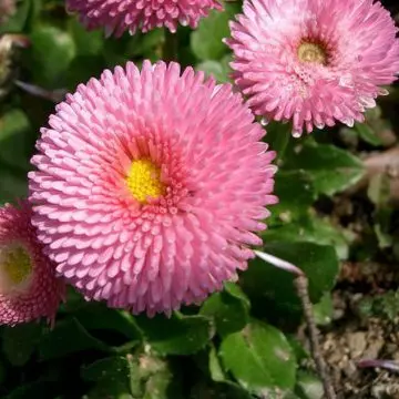 Bellis perennis bright carpet mix is one of the most beautiful daisy flowers
