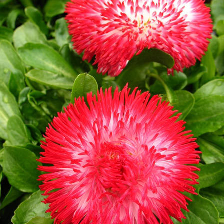 Bellis Perennis habanera red is one of the most beautiful daisy flowers
