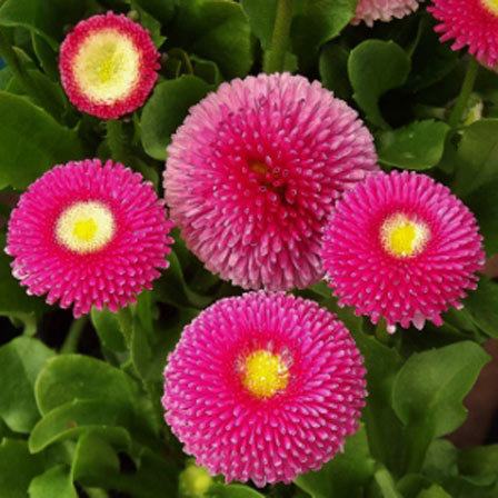 Bellis perennis habanera rose is one of the most beautiful daisy flowers